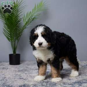 Bliss, Mini Bernedoodle Puppy